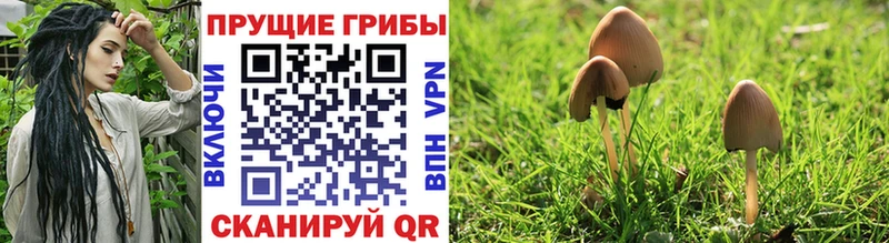 shop состав  дарнет шоп  Юрьевец  Псилоцибиновые грибы MAGIC MUSHROOMS 